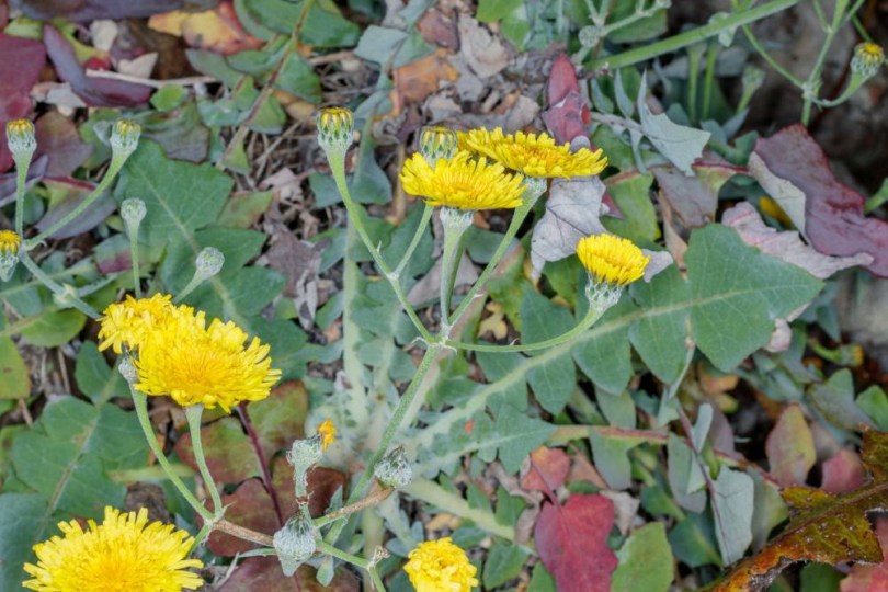 Riesenlöwenzahn von den Canaren, Sonchus radicatus, etnobotanika